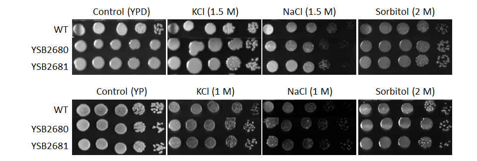 Osmotic stress phenotype for CNAG_00332T0