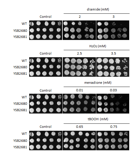 Oxidative stress phenotype for CNAG_00332T0