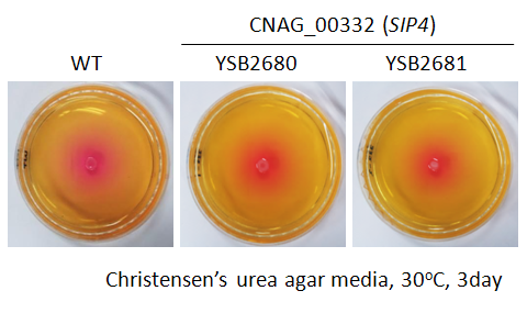 Urease phenotype for CNAG_00332T0