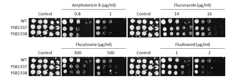Antifungal drug susceptibility for CNAG_00505T0