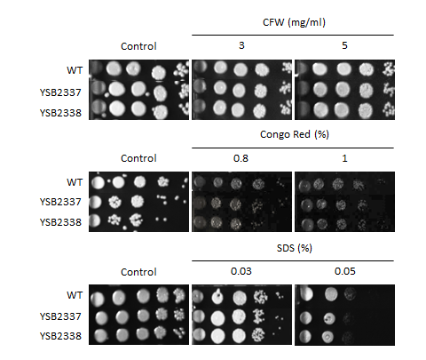 Cell wall stress phenotype for CNAG_00505T0