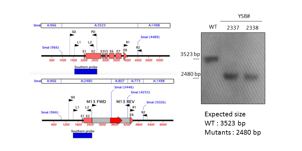 Gene disruption strategy for CNAG_00505T0
