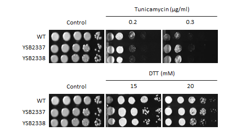 ER stress phenotype for CNAG_00505T0