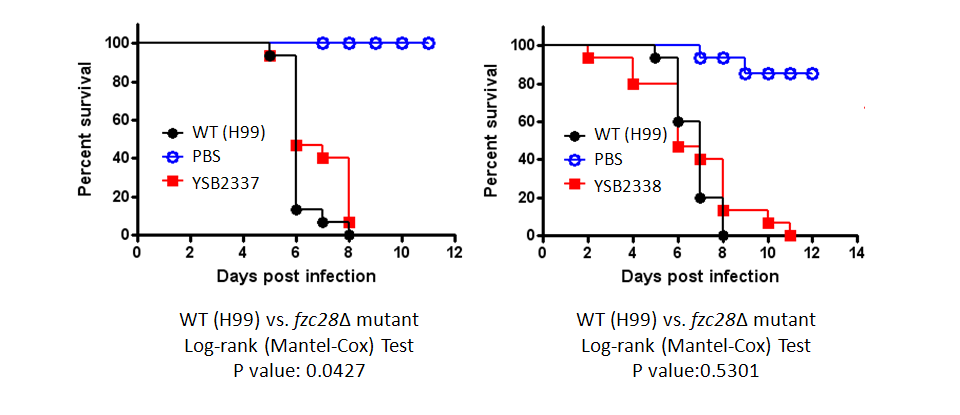 Galleria mellonella virulence data for CNAG_00505T0