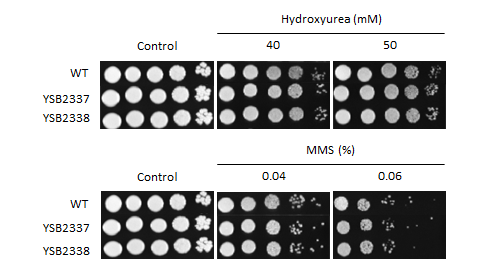 Genotoxic stress phenotype for CNAG_00505T0