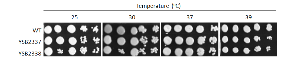 Growth phenotype for CNAG_00505T0