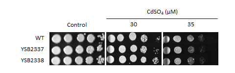 Heavy metal stress phenotype for CNAG_00505T0