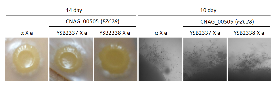 Mating phenotype for CNAG_00505T0