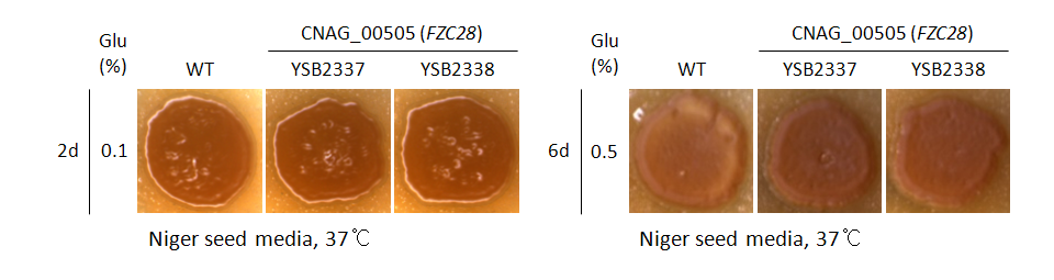 Melanin phenotype for CNAG_00505T0