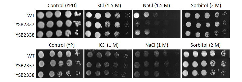 Osmotic stress phenotype for CNAG_00505T0