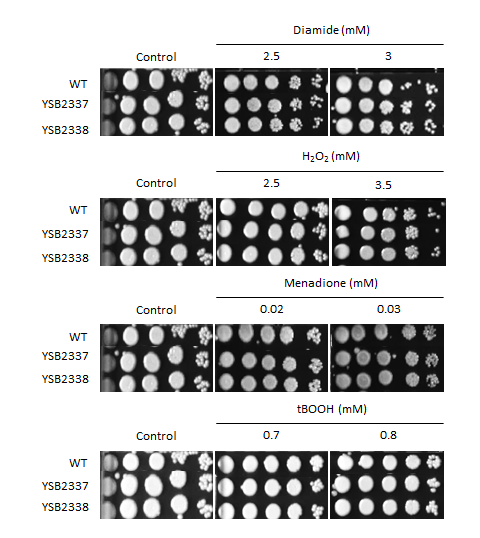 Oxidative stress phenotype for CNAG_00505T0