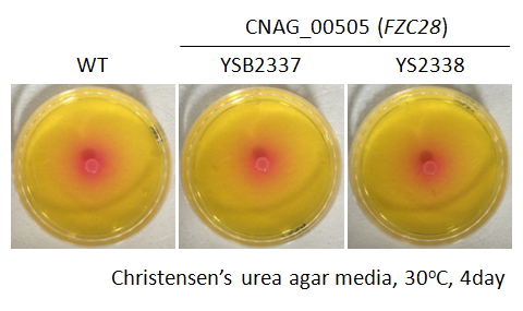 Urease phenotype for CNAG_00505T0