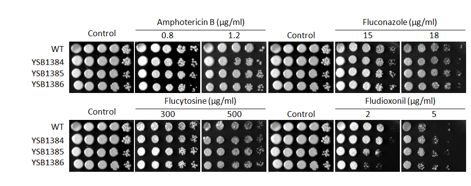 Antifungal drug susceptibility for CNAG_00514T0