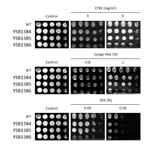 Cell wall stress phenotype for CNAG_00514T0