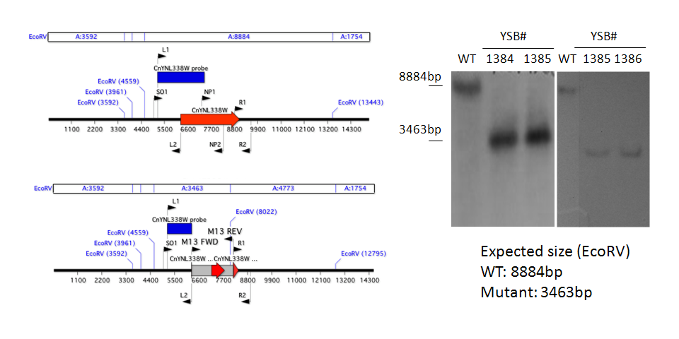 Gene disruption strategy for CNAG_00514T0