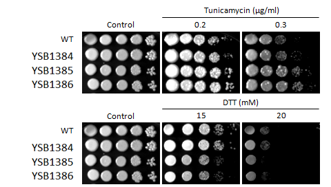 ER stress phenotype for CNAG_00514T0