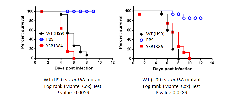 Galleria mellonella virulence data for CNAG_00514T0