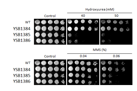 Genotoxic stress phenotype for CNAG_00514T0
