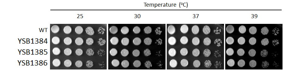 Growth phenotype for CNAG_00514T0