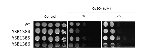 Heavy metal stress phenotype for CNAG_00514T0