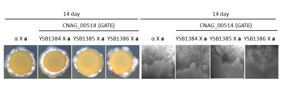 Mating phenotype for CNAG_00514T0