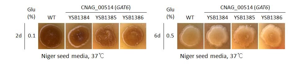 Melanin phenotype for CNAG_00514T0