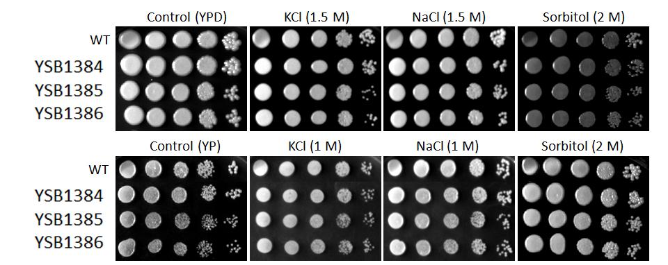 Osmotic stress phenotype for CNAG_00514T0