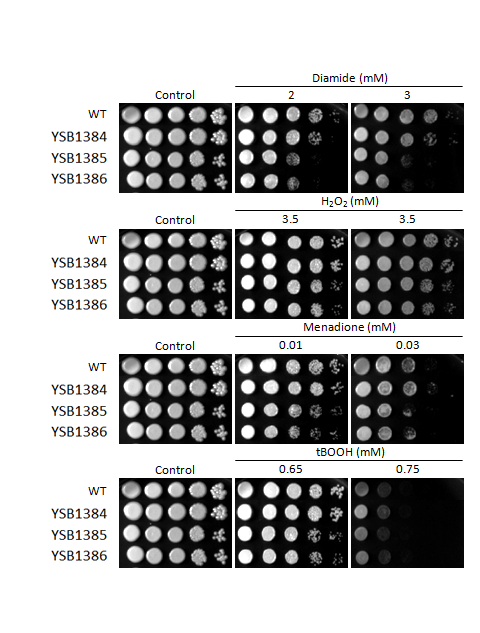 Oxidative stress phenotype for CNAG_00514T0