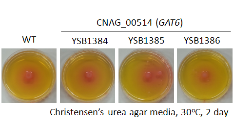 Urease phenotype for CNAG_00514T0
