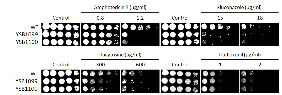 Antifungal drug susceptibility for CNAG_00559T0