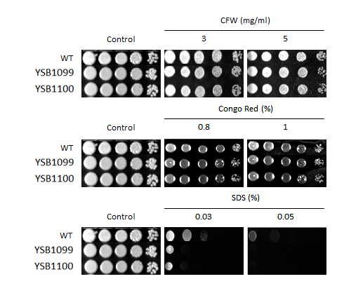 Cell wall stress phenotype for CNAG_00559T0
