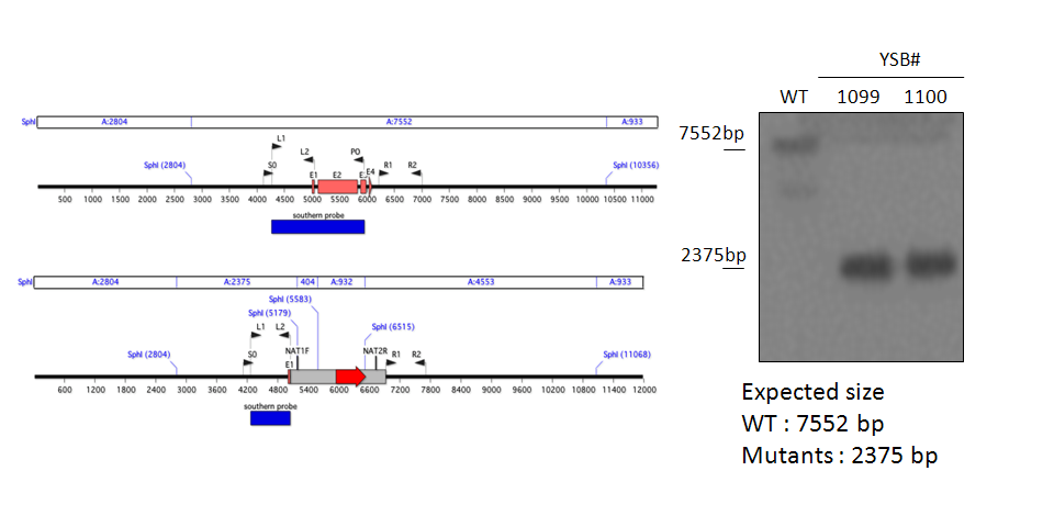 Gene disruption strategy for CNAG_00559T0