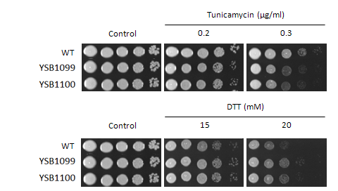 ER stress phenotype for CNAG_00559T0