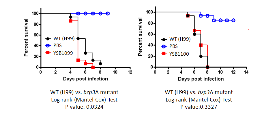 Galleria mellonella virulence data for CNAG_00559T0