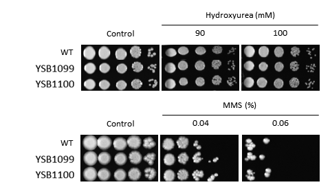 Genotoxic stress phenotype for CNAG_00559T0