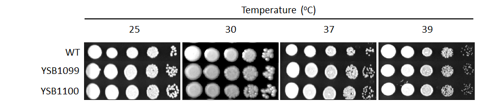 Growth phenotype for CNAG_00559T0