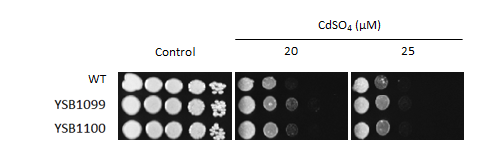 Heavy metal stress phenotype for CNAG_00559T0