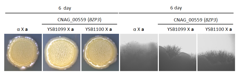 Mating phenotype for CNAG_00559T0