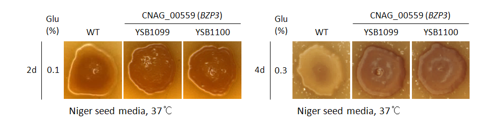 Melanin phenotype for CNAG_00559T0