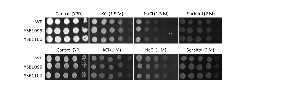 Osmotic stress phenotype for CNAG_00559T0