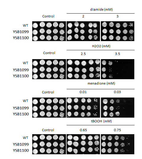 Oxidative stress phenotype for CNAG_00559T0