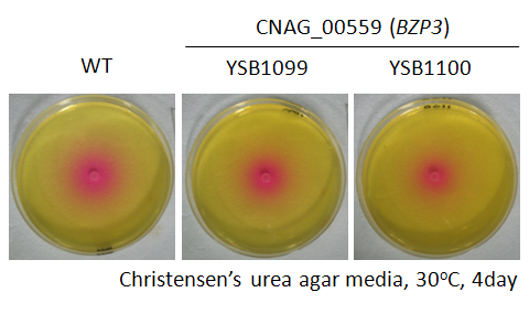 Urease phenotype for CNAG_00559T0