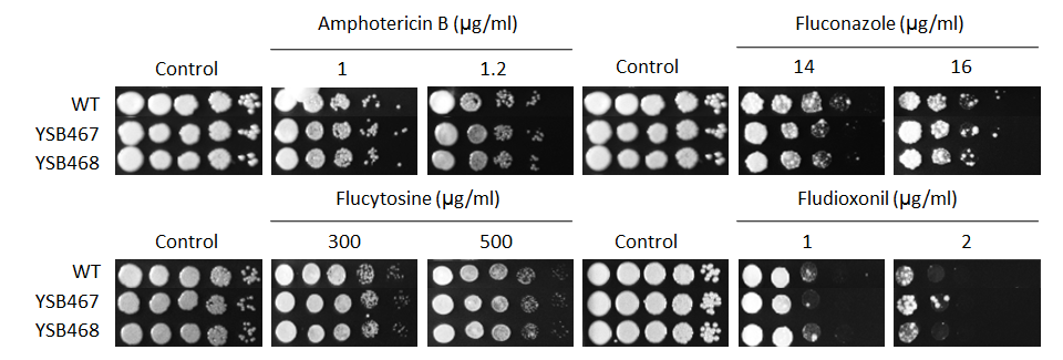 Antifungal drug susceptibility for CNAG_00670T1