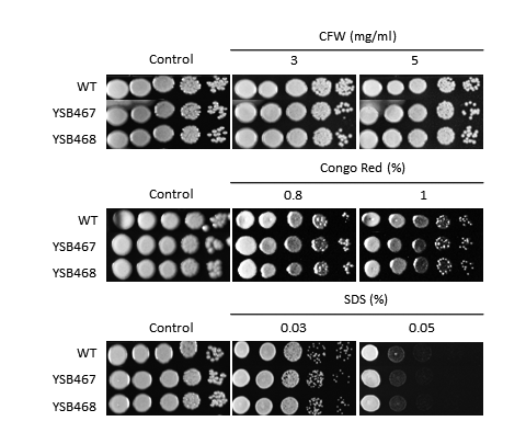 Cell wall stress phenotype for CNAG_00670T1