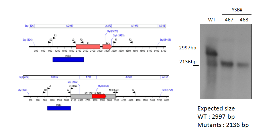 Gene disruption strategy for CNAG_00670T1