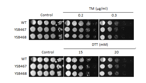 ER stress phenotype for CNAG_00670T1