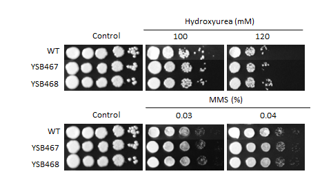Genotoxic stress phenotype for CNAG_00670T1