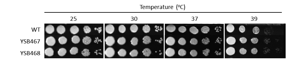 Growth phenotype for CNAG_00670T1