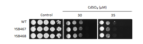 Heavy metal stress phenotype for CNAG_00670T1