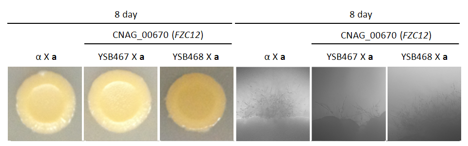 Mating phenotype for CNAG_00670T1